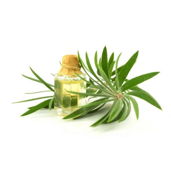 Cajuput Oil (Melaleuca leucadendra) 