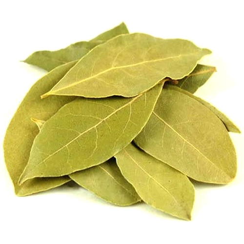 Bay Leaf - Color: Green