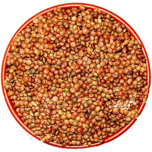Orange Lentils Seed