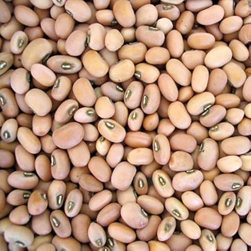 Organic Cowpea Seed