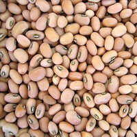 Organic Cowpea Seed - Whole Dried Brown Pulses, 100% Organic With 7-year Shelf Life | Excellent Source Of Protein And Fiber