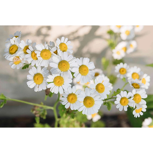 Fresh Chamomile Flower - Color: White