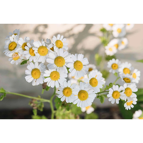 Fresh Chamomile Flower