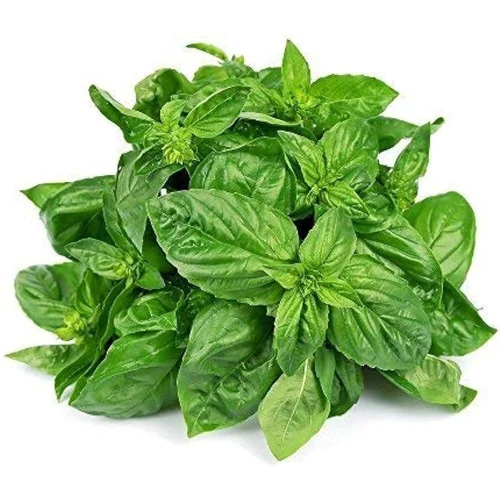 Green Basil Leaves