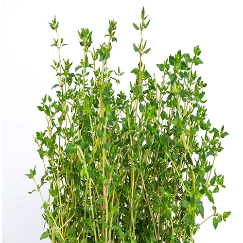 Fresh Thyme Leaves - Color: Green