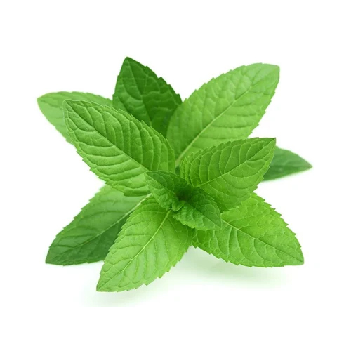 Fresh Mint Leaves - Color: Green