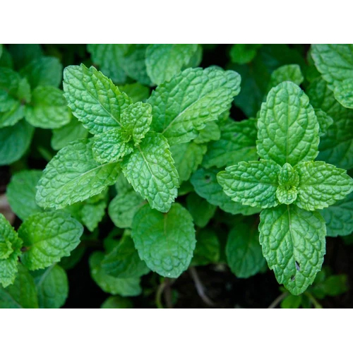 Fresh Peppermint Leaves - Color: Green