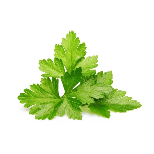 Cilantro Coriander Leaves - Color: Green