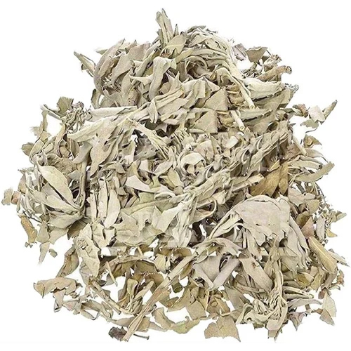 Sage Herb Leaf