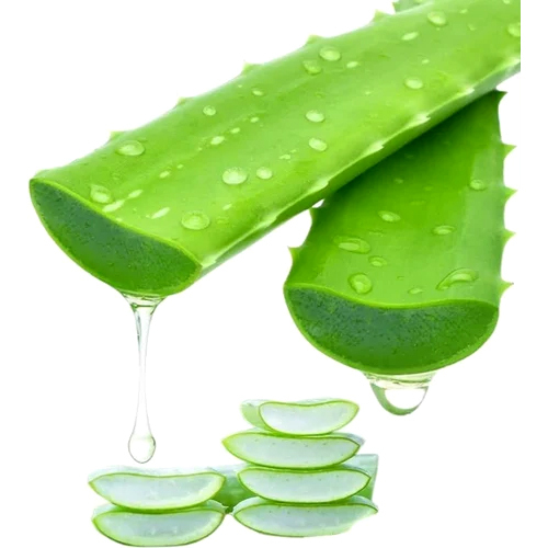 Aloe Vera Leaf