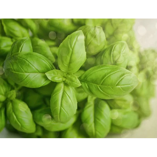 Basil Leaves