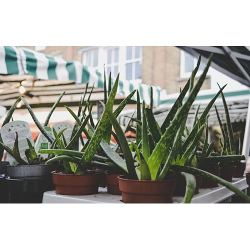 Aloe Vera