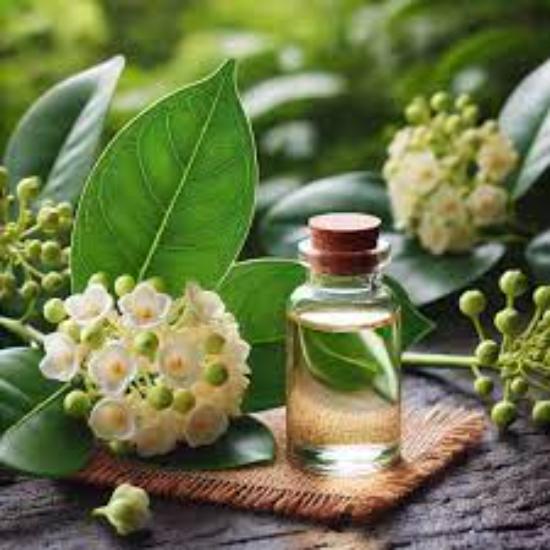 Camphor oil