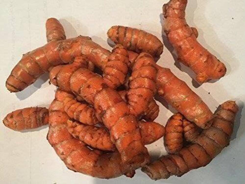Fresh Turmeric Rhizomes - Color: Brown