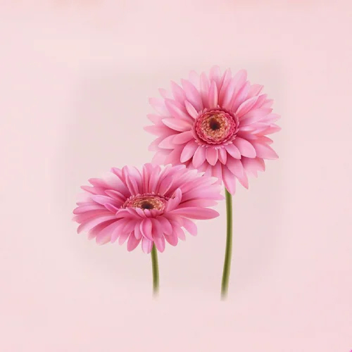 Natural  Gerberas - Color: Different Available