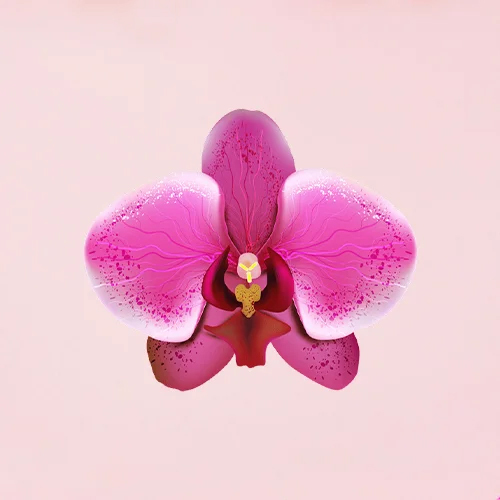 Artificial Orchids - Feature: Easy To Clean