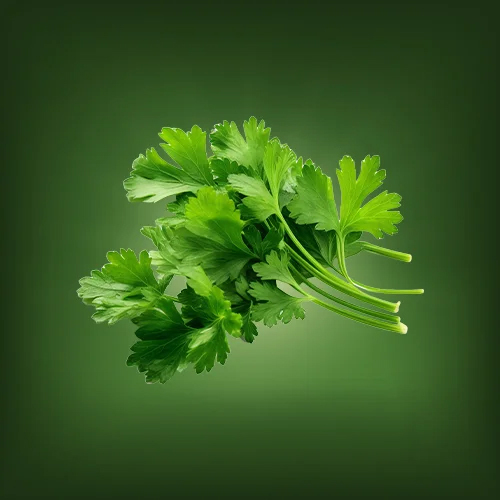 Fresh Coriander - Moisture (%): 5% - 10%