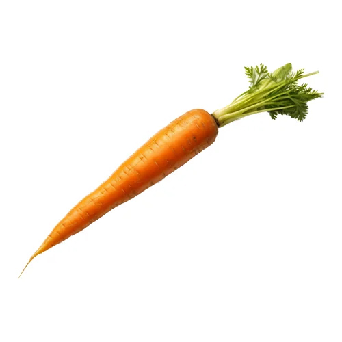 Fresh Carrot - Moisture (%): 5% - 10%