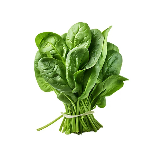 Fresh Spinach - Moisture (%): 5% - 10%