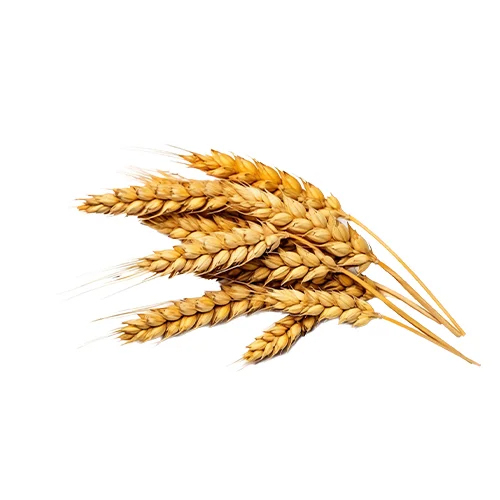 Natural Wheat Barley