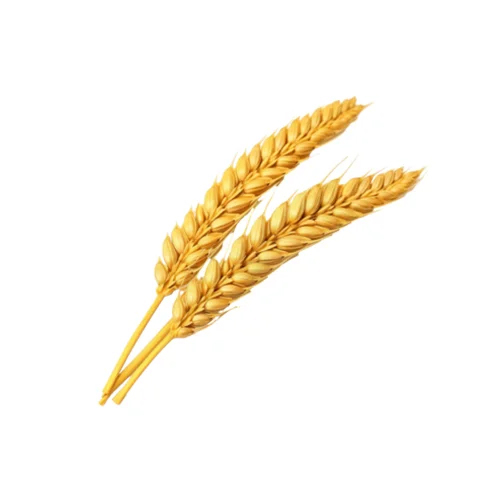 Organic Wheat Barley - Cultivation Type: Common