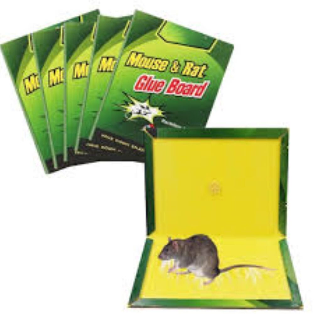 Rat / Glue Pad
