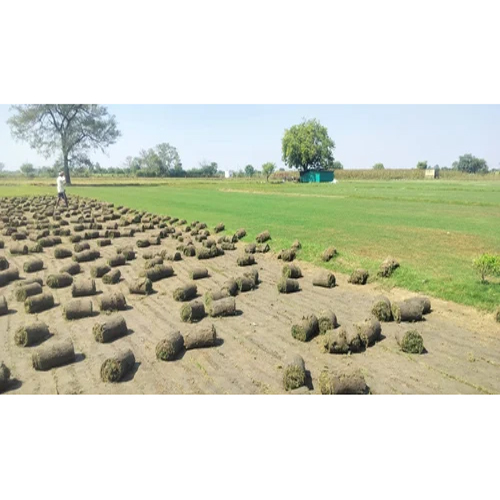 Bermuda Natural Lawn Grass