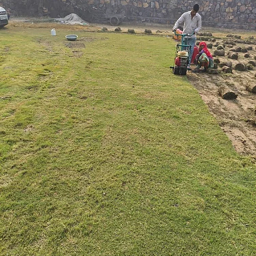 3 Feet Green Natural Gardening Grass