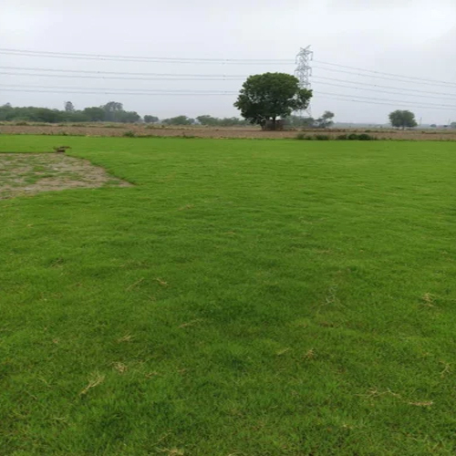 Natural Garden Grass