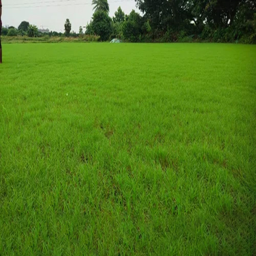 20mm Lawn Natural Grass