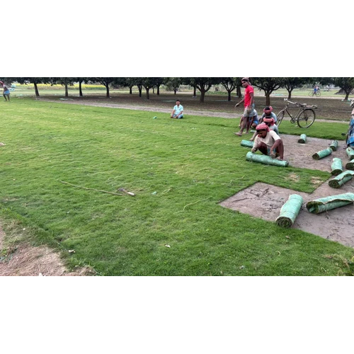 4 Feet Korean Natural Lawn Grass