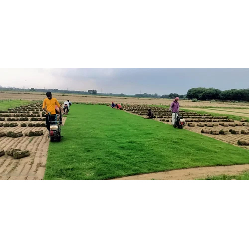Natural Diamond Lawn Grass