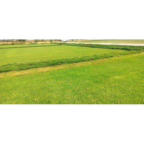 Original Natural Grass