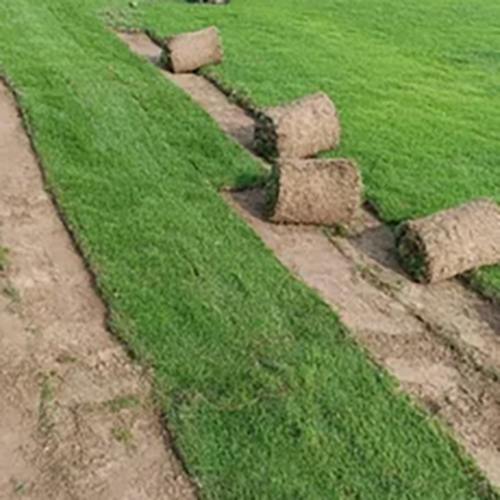 Natural Mexican Carpet Lawn Grass