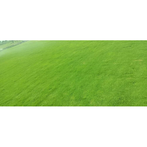 Korean Lawn Carpet Grass
