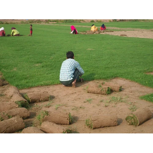 Natural Lawn Grass Carpet