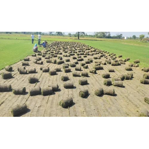 Nilgiri Natural Carpet Grass