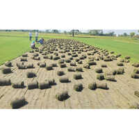 Nilgiri Natural Carpet Grass - Pattern: Plain