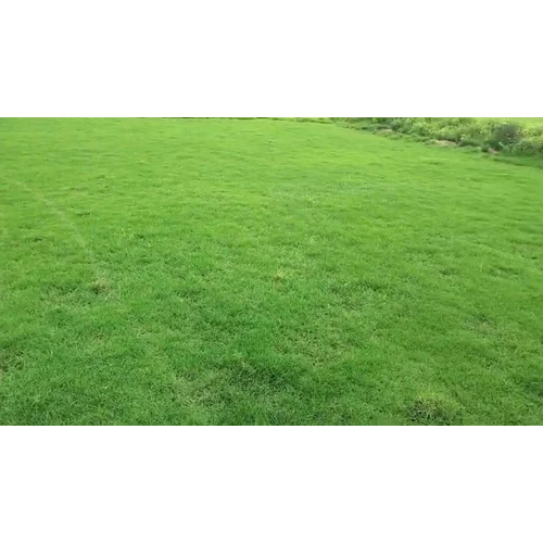 Australian Carpet Grass
