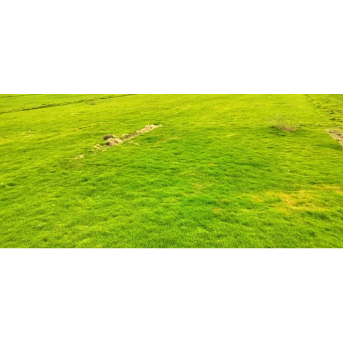 10mm Natural Uma Carpet Grass