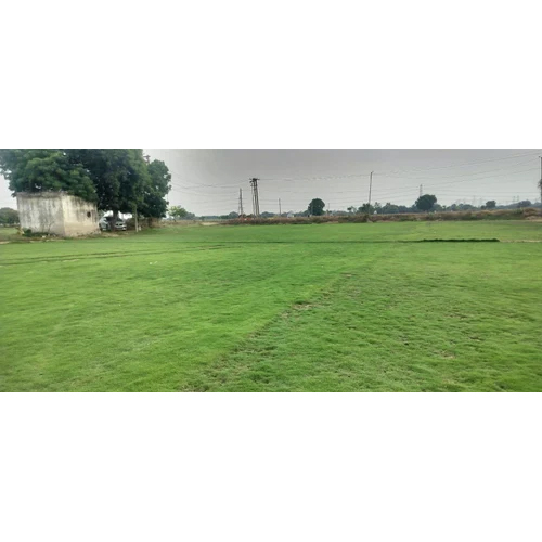 1 Feet Natural Carpet Grass