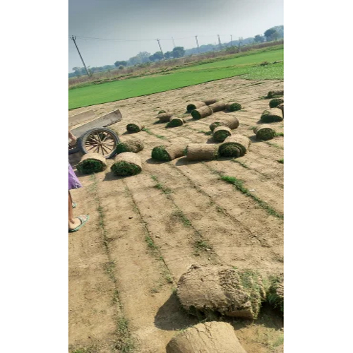 Natural Grass Carpet Roll