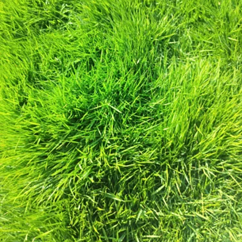 Cleaning Natural Grass Broom - Feature: Durable