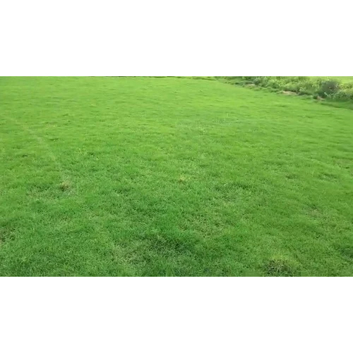 Nurseries Natural Green Moss Grass