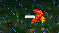 Tennis Court Chain Link Fencing, PVC Coated Iron Chain Link Fencing