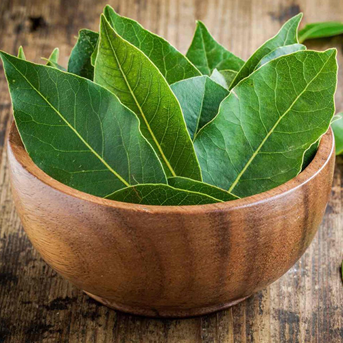 Bay Leaf - Color: Green