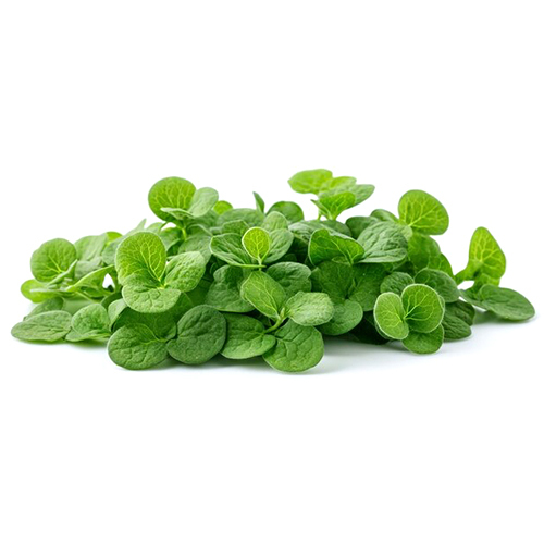 Brahmi Leaves - Grade: Medicine Grade