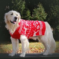 Dog Woollen Sweater