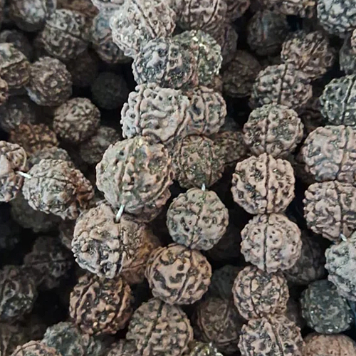 Natural Panch Mukhi Nepali Rudraksha Beads - Beads Colour: Brown