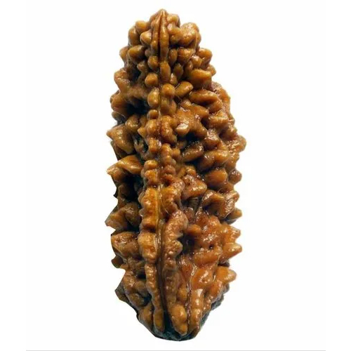 1 Mukhi Rudraksha Natural Beads